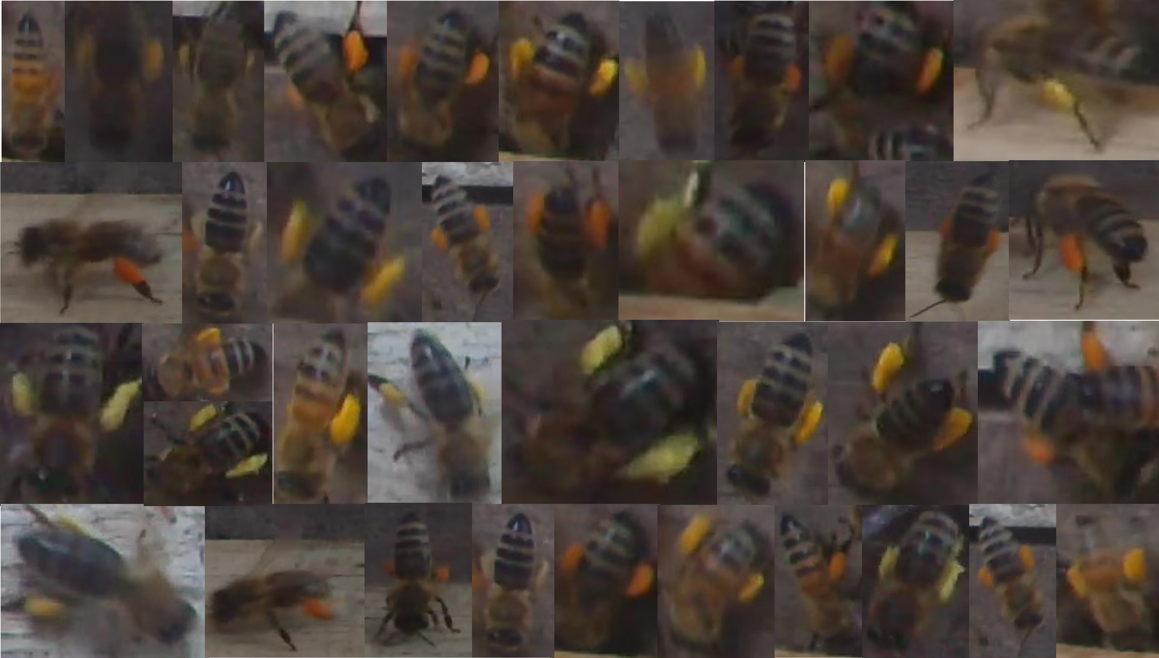 Examples of pollen-bearing bees in our dataset